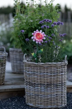 Discount Star Trading Daisy solcellslampa Rosa