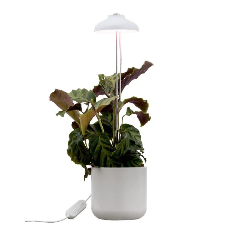 Sale Airam Växtbelysning Iris Vit