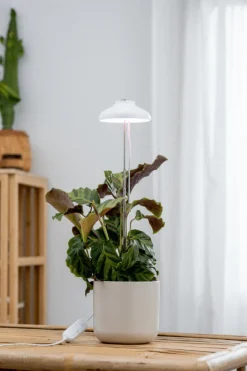 Sale Airam Växtbelysning Iris Vit